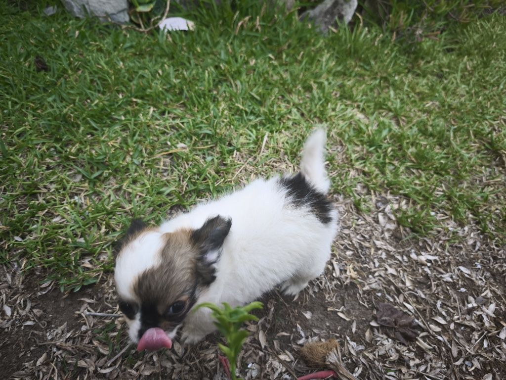 Chihuahua hiper mini disponível para entrega imediata