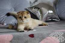 Котик золота шиншила