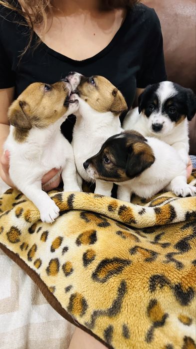 Джек Рассел готуються до продажу.