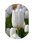 Cebulki TULIPANÓW Tulipan zestaw mix mieszanka Tulipany KWIATY kolory