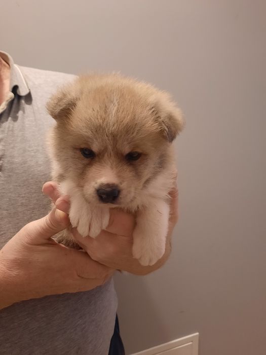 Akita japońska  suczka ZKwP