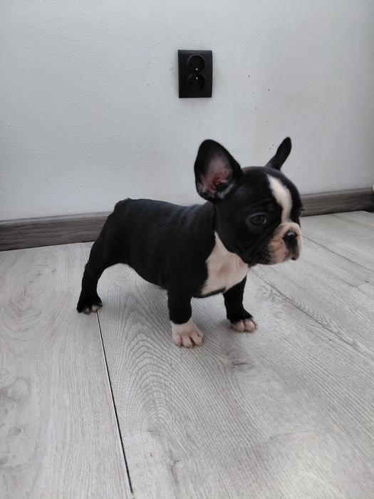 Buldog francuski - suczka