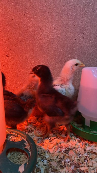 Pintos varias cores e idades