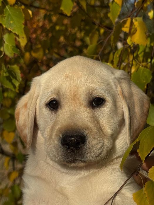 Найкращi цуценята лабрадора