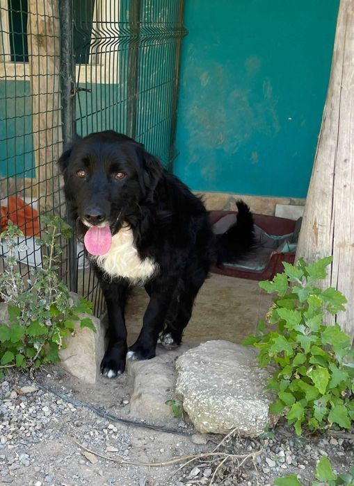 Panda - Para Adopção