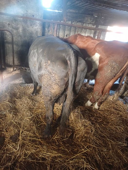 Sprzedam krowe po ocieleniu