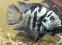 Pielęgnice Blue Tiger – młode, zdrowe, intensywne ubarwienie