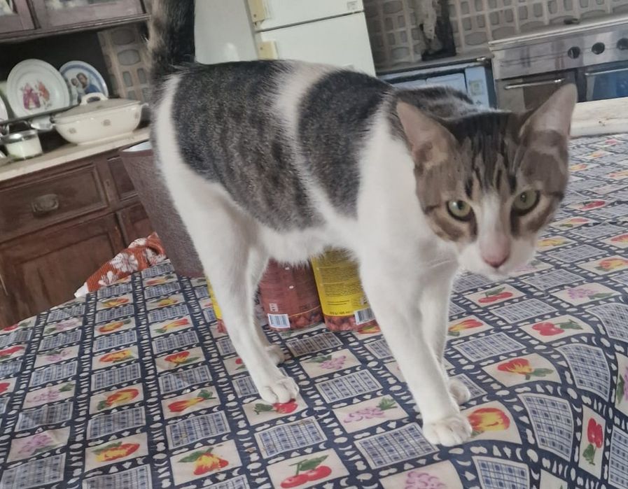 Gatinhos para adoção responsável