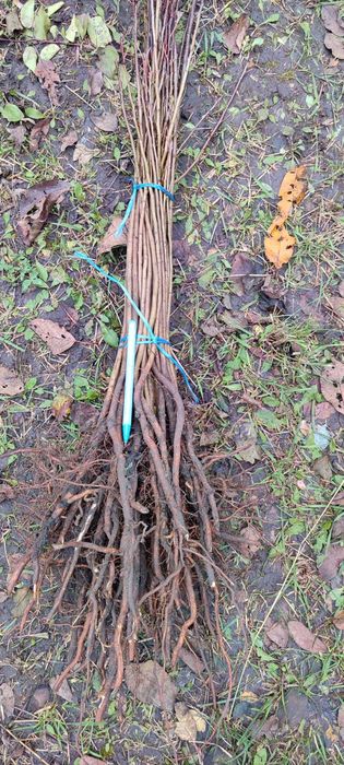 Продам подвой жардель,груша,алича,айва,антипка,ММ106,М9,міндаль