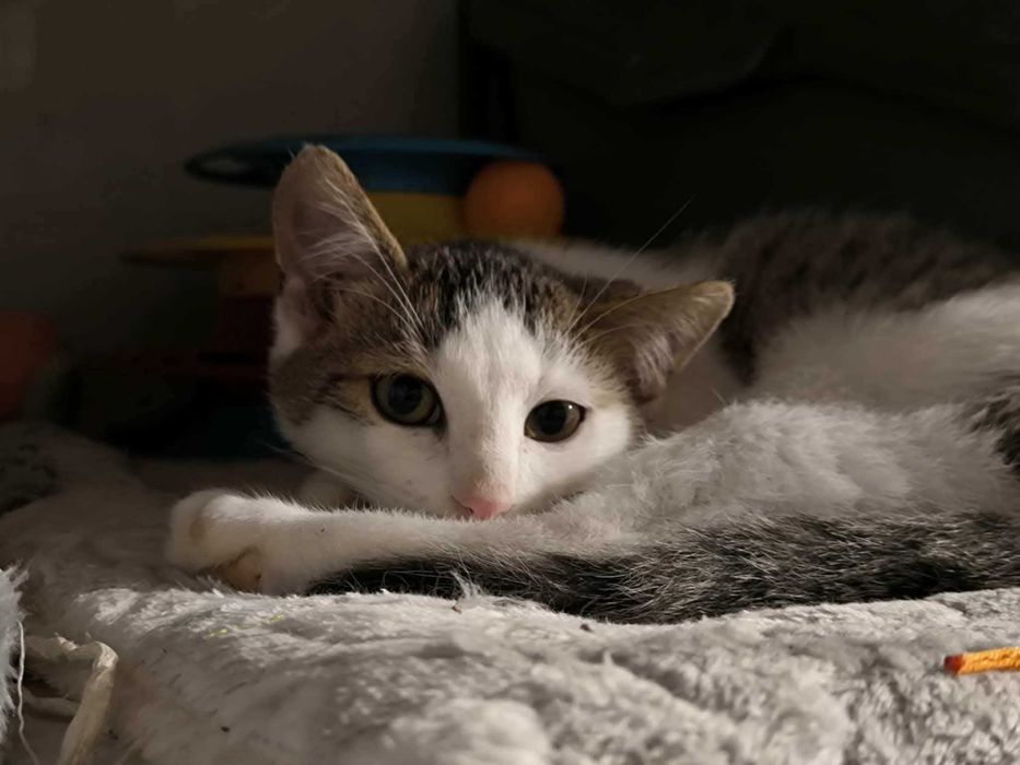 Kocurek słodziak szuka domu