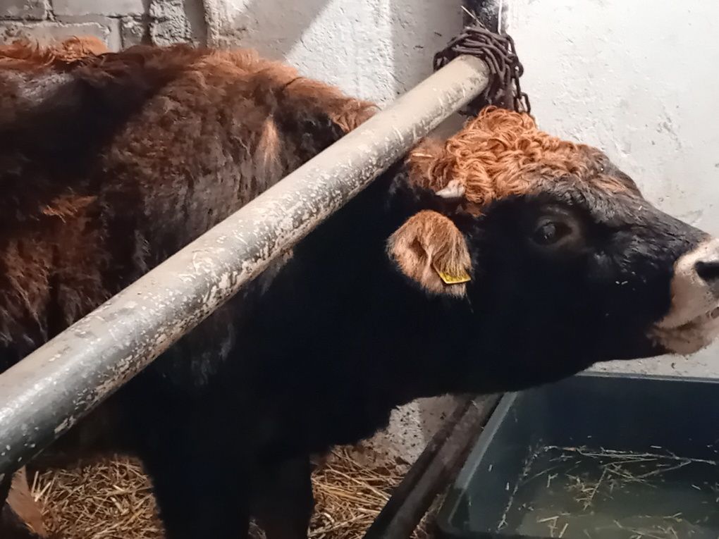 Jałówki byczki mięsne  od 300kg limousine charolaise hereford angus