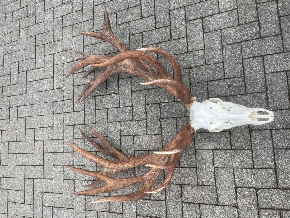 Wieniec jelenia 10,60kg