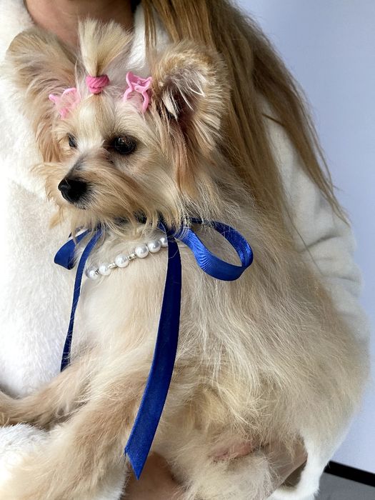 Обіймай і не відпускай  чарівні Помапу тут!