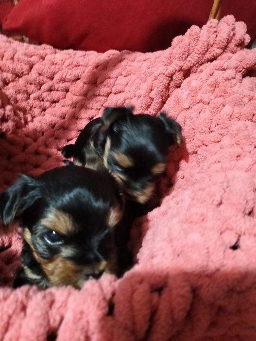 Йорки малеча на Новий рік