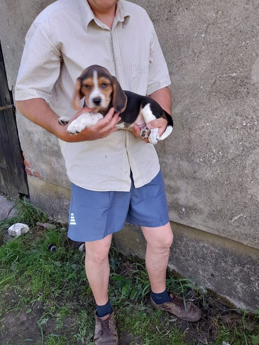 Beagle szczeniak tricolor