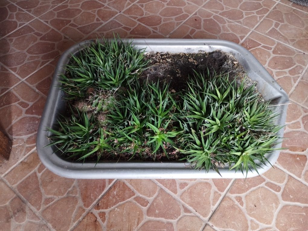 Płaska donica z sukulentami i kaktusami
