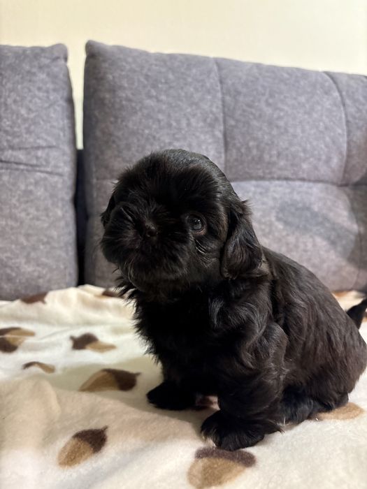 Shih Tzu czarna, malutka suczka, gen blue REZERWACJA