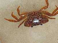 krab phantera bielsko