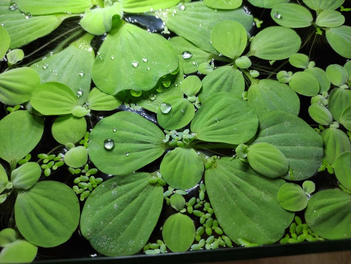 Pistia do akwarium lub oczka wodnego.