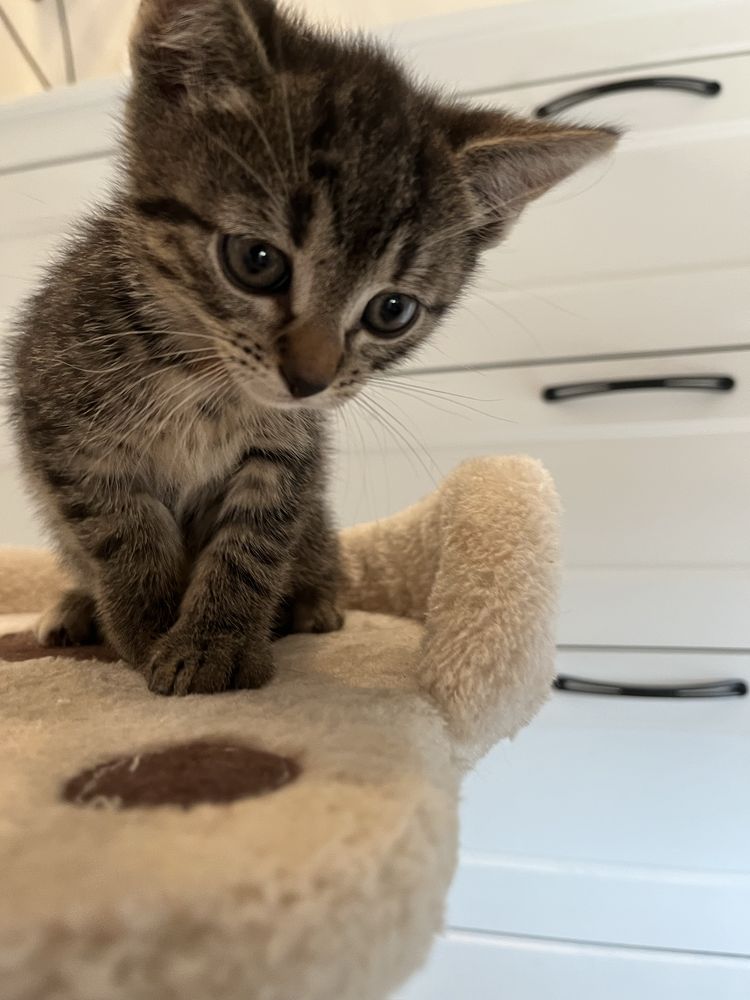 Luna młoda kotka do adopcji