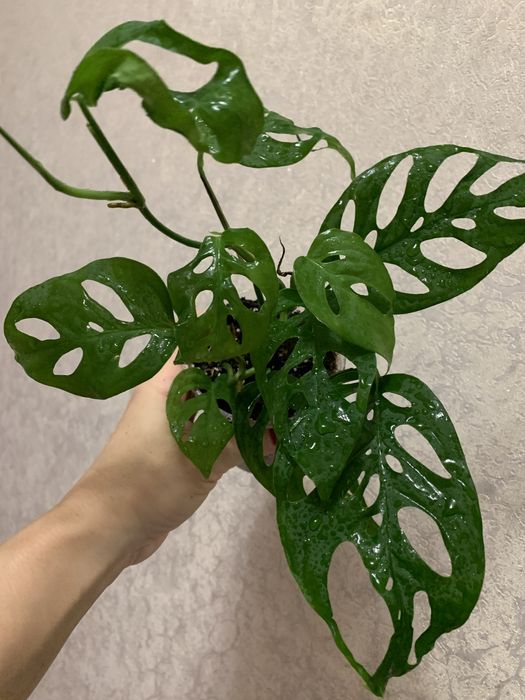 Продам монстеру з кружевним листям