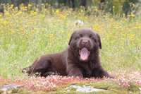 Labrador retriever chocolate com Lop
