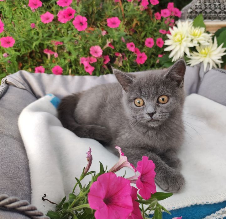 Kotka brytyjska blue