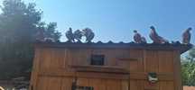 Pombos de leque, machos e fêmeas