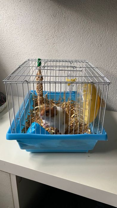 Hamsters com gaiolas completas