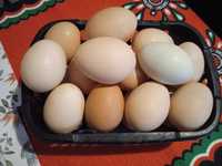 Jajeczka wiejskie