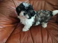 Shih Tzu piesek tricolor