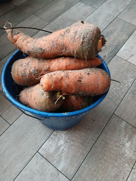 Продам моркву ..
