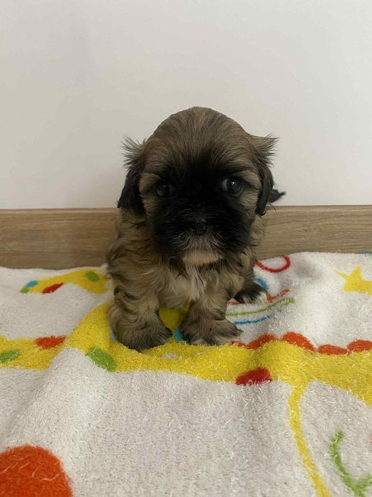 Pieski shihtzu gotowe do odbioru