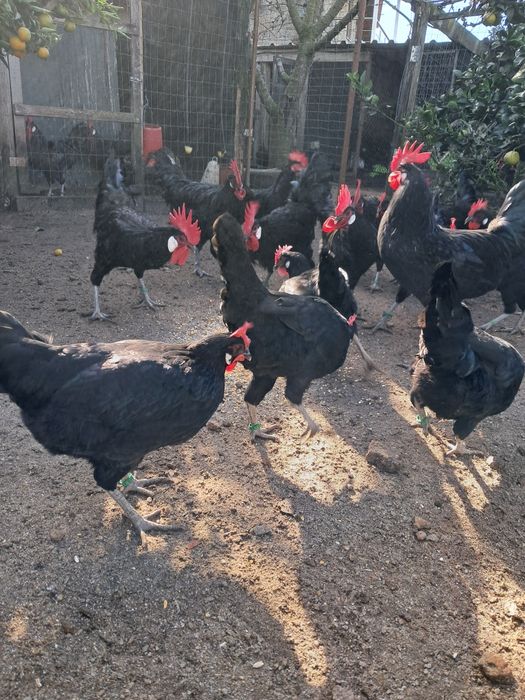 Galinhas castelhanas