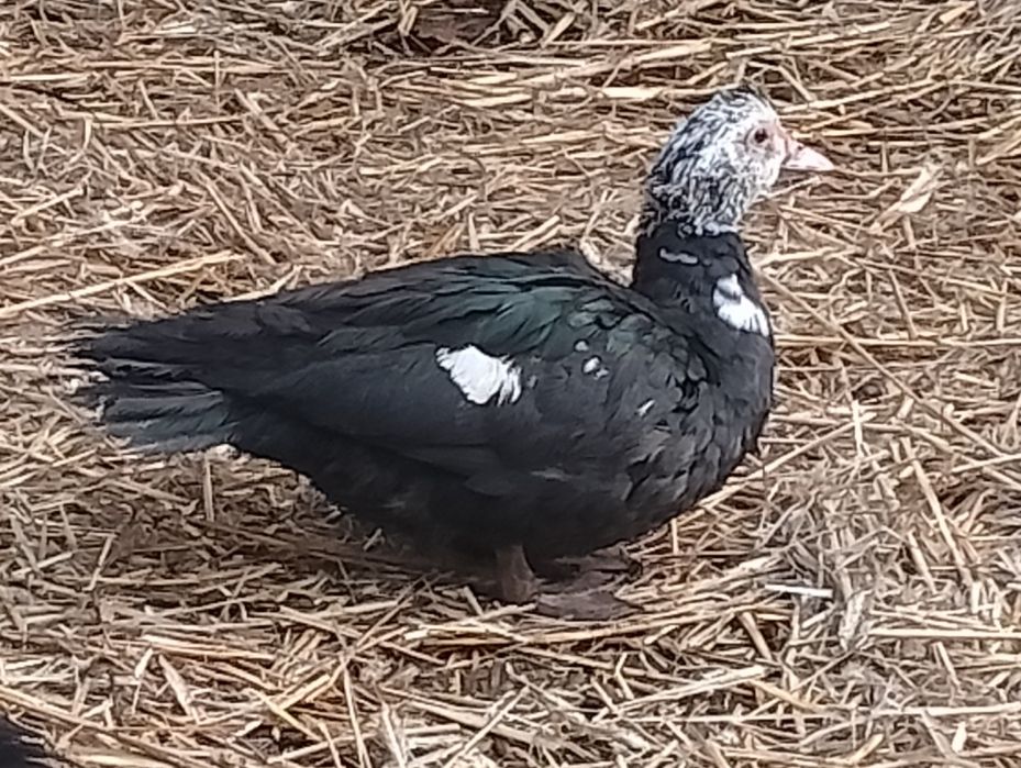 Kaczka kaczki francuskie