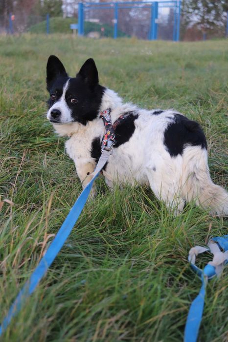 Mały Kieł szuka domku