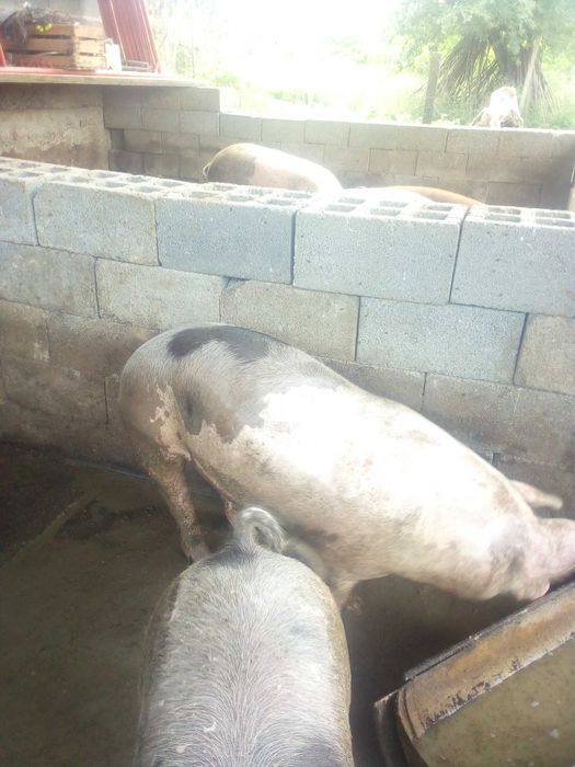 Продам свинi 250-280кг