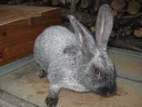 Кролики породи Полтавське Срібло. Різного віку.
