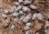 Isopody Porcellio laevis "dairy cow"