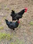 Galinhas Australorp - Ovos galados