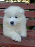 Samoyed zapowiedź miotu