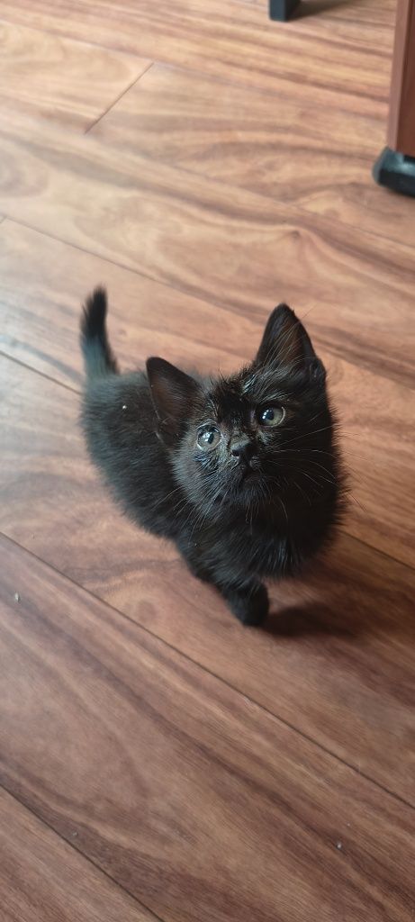 Kot Kotek Kocurek oddam, do adopcji
