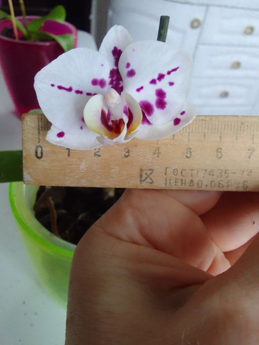 Орхидея из домашней коллекции.