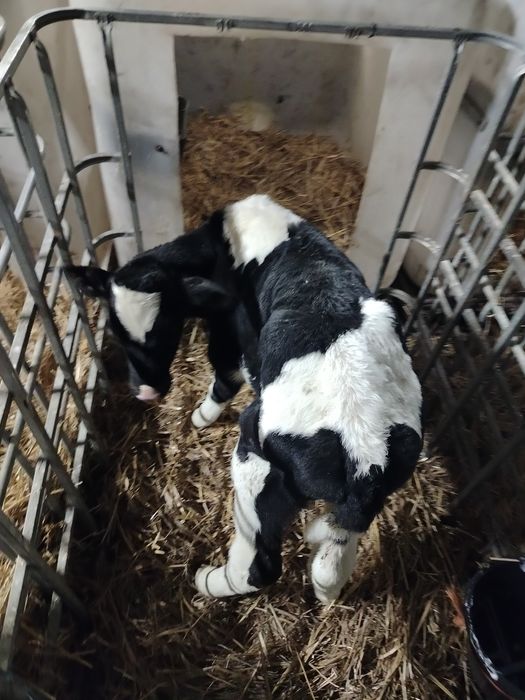 Sprzedam Cielaki Byczki ncb