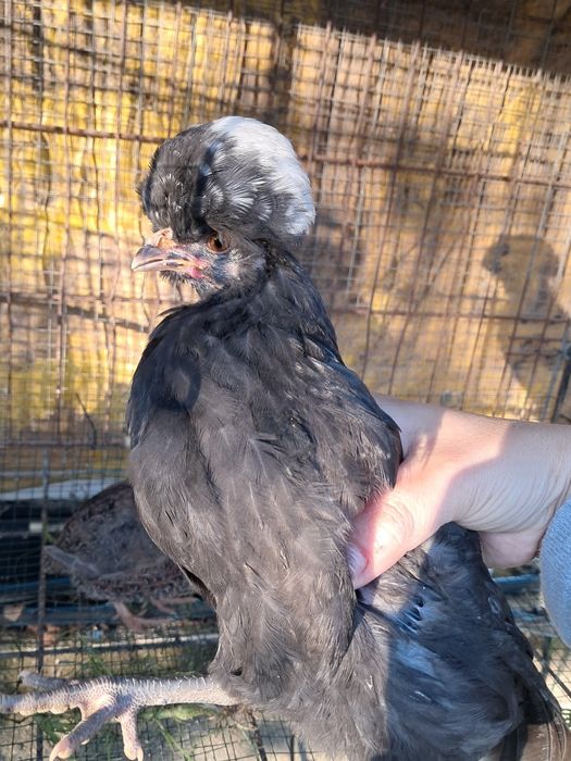 Troco padovana jovem por um macho