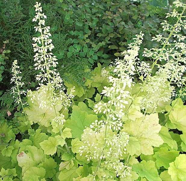 ŻURAWKA Citronelle Heuchera - sadzonki w don. !!!