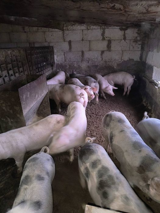 Свинина домашня , замовлення на 06.12