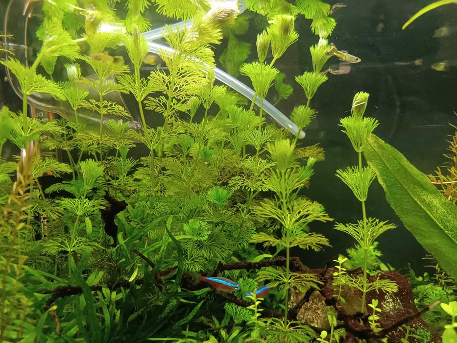 Limnophila sessiliflora