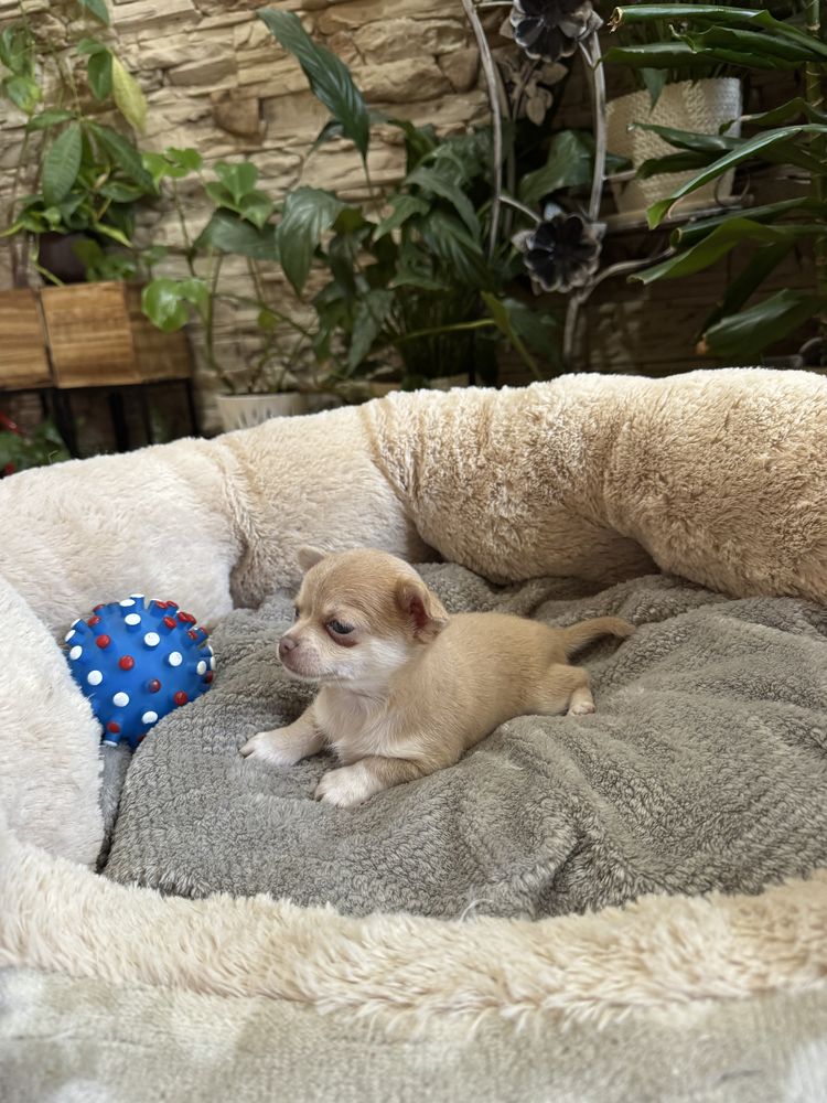 chihuahua krótkowłosy piesek