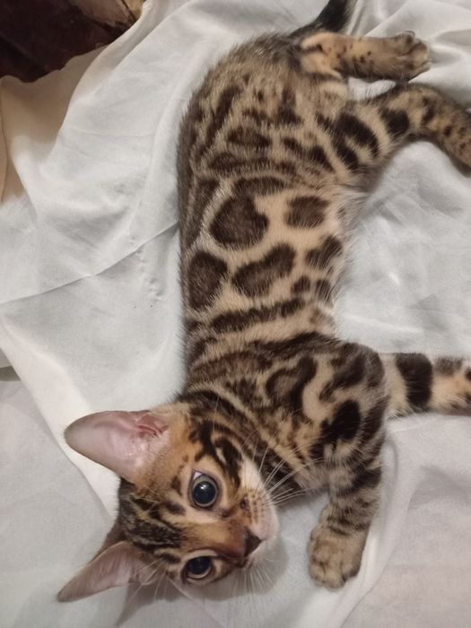 Бенгал два с половиной месяцаМетрика оформлена